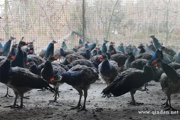 /attachment/editor/20251129/1764403237big6e.jpg /attachment/editor/20251129/1764403237big6e.jpg