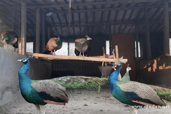 /attachment/editor/20251129/1764403250a5n4g.jpg /attachment/editor/20251129/1764403250a5n4g.jpg