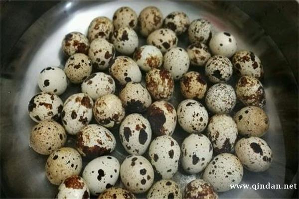 鹌鹑蛋和鸡蛋的差别主要有四个方面