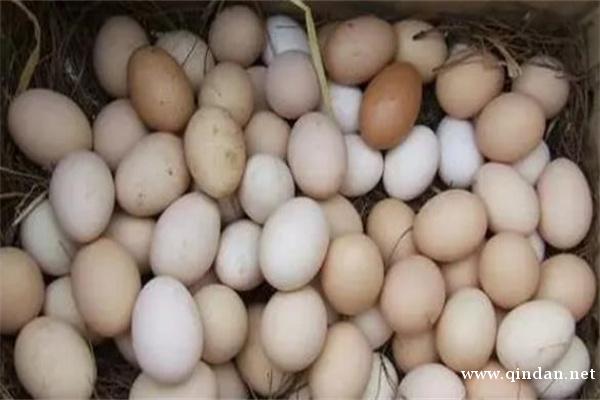 鸡蛋产地排行榜前十名