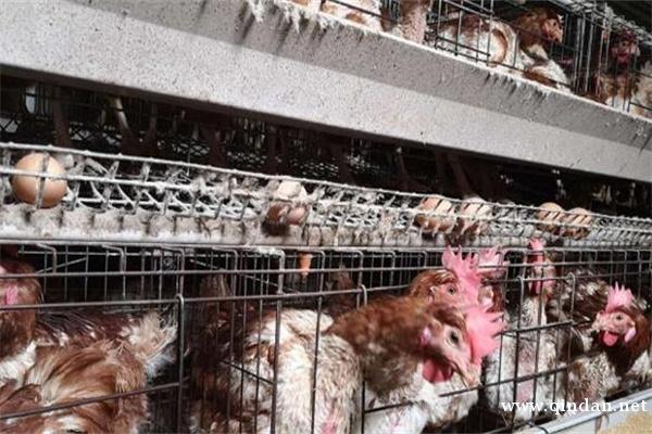 致癌的“激素鸡蛋”又来了？真相如何，记者调查→