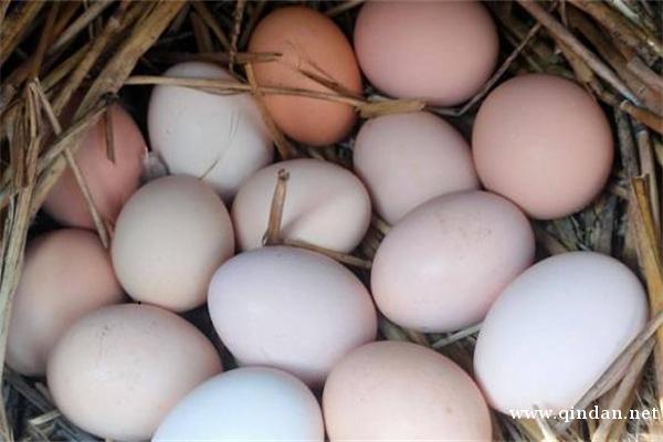 2025-12-05 全国鸡蛋参考价格一览表（省级均价）