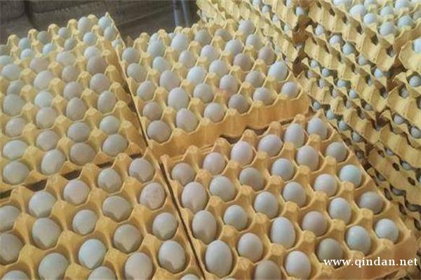 2025年12月6日部分地区鸡蛋价格行情早报