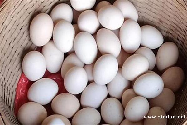 2025-12-06 全国鸡蛋价格综合报价一览表