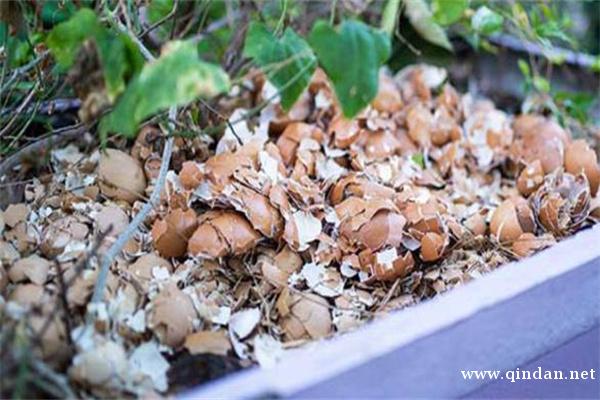 鸡蛋壳怎么做肥料？鸡蛋壳肥料注意事项