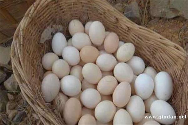 2025年12月鸡蛋价格预测