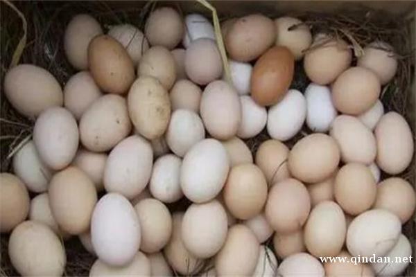 2025年12月6日鸡蛋全国价格行情分析