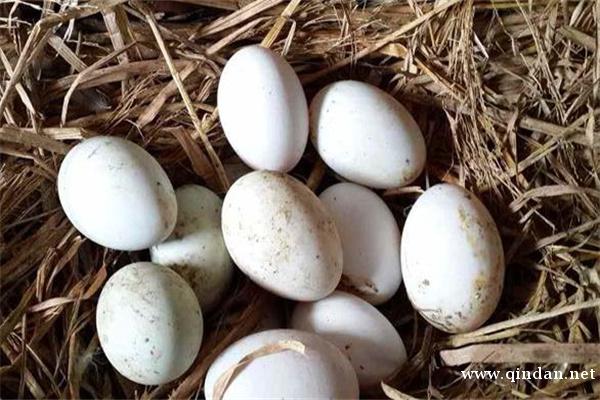 鸭蛋的功效与作用
