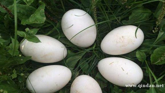 野鸭蛋一般生在什么地方？