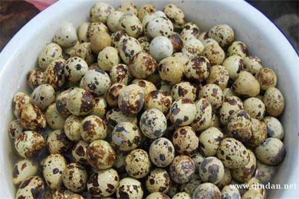 鹌鹑蛋一天吃几个合适？鹌鹑蛋的家常做法