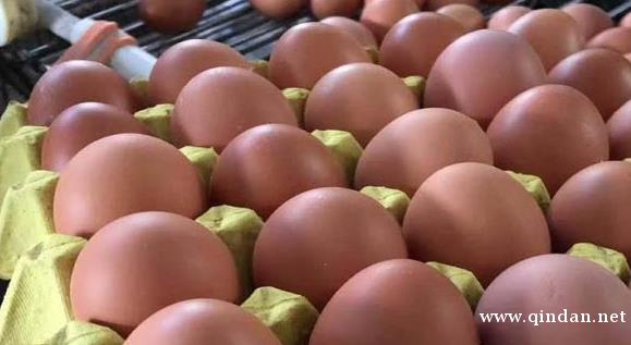 2025年12月05日鸡蛋现货行情综述