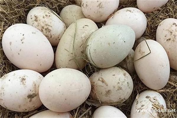 鸭蛋为何要腌着吃