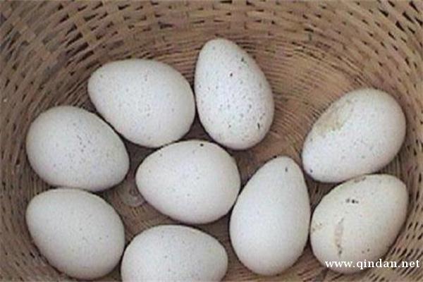 火鸡蛋有多大？火鸡蛋与普通鸡蛋有何差异？