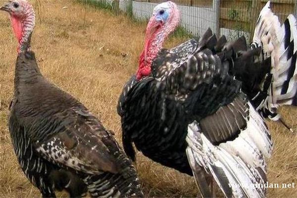 火鸡蛋多少钱一个？火鸡蛋的功效作用有哪些？