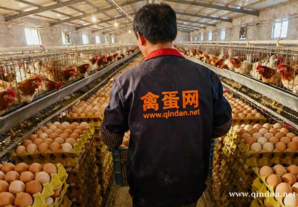 常见的绿壳蛋、褐壳蛋、粉壳蛋、白壳蛋，你知道产自哪些鸡品种吗？