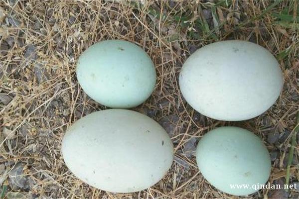 鸭蛋多少钱一斤？有哪些营养价值？如何识别假鸭蛋？