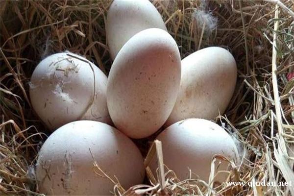 鹅蛋多少钱一枚？有哪些营养价值？如何挑选？