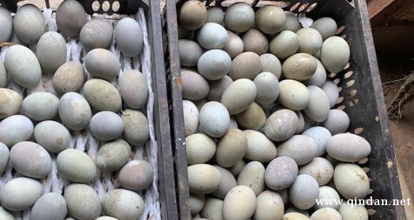 松花蛋和皮蛋的区别