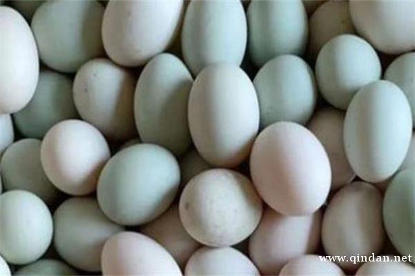 鸭蛋五大主产地介绍