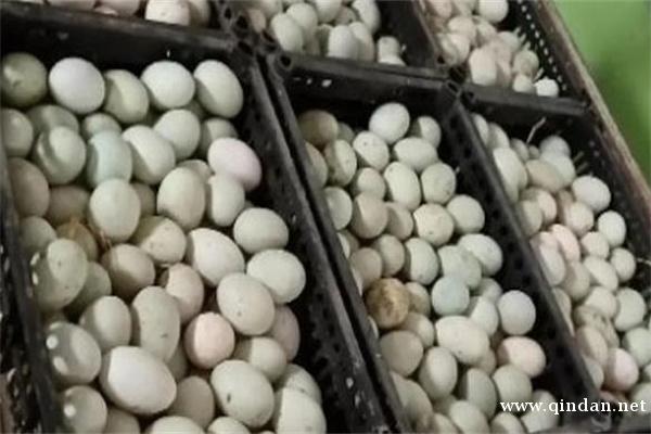 卖咸鸭蛋的利润怎么样？