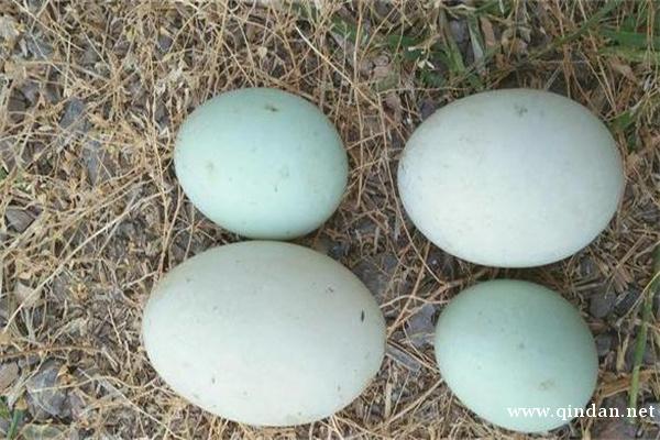 鸭蛋价格多少钱一斤？青壳鸭蛋和白壳鸭蛋的区别是什么？