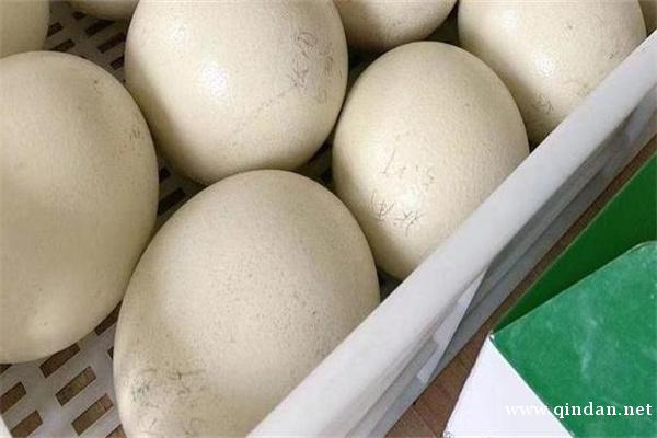 鹅蛋的功效与作用