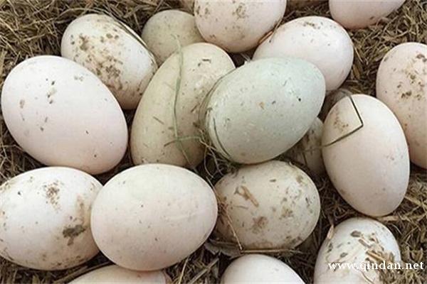 鸭蛋煮多久才熟？如何选购？