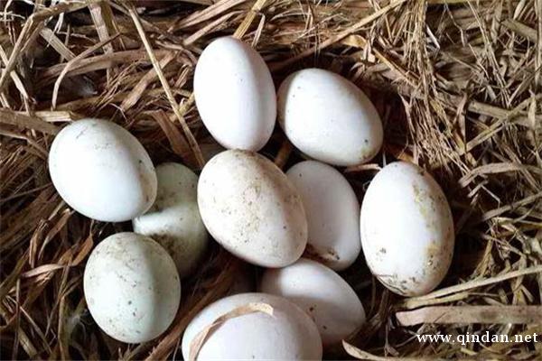 野鸭蛋孵化温度和周期是什么？野鸭蛋如何孵化？
