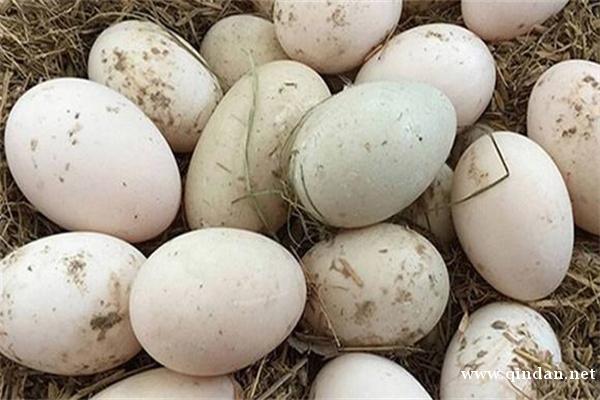孕妇可以吃鹅蛋吗？有什么好处？