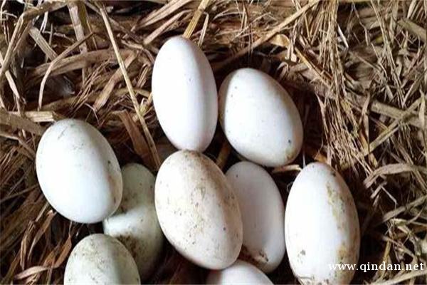 鹅蛋的挑选和储存方法