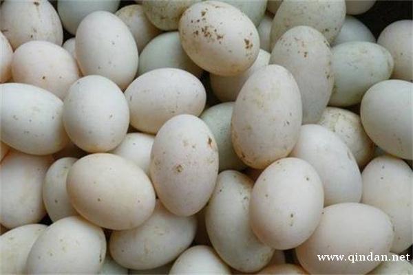 2025-12-05 全国鸭蛋参考价格一览表（省级均价）