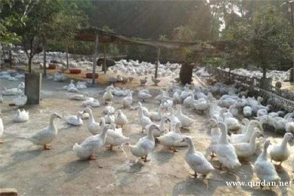 樱桃谷种鸭蛋价格全国报价