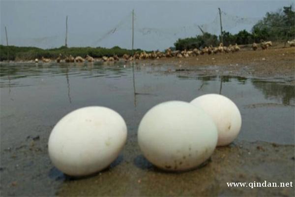 跑海鸭蛋（海南儋州沿海滩涂养殖的海鸭蛋）