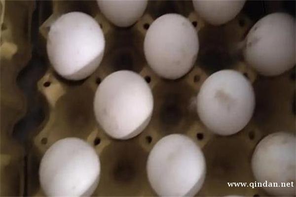 鹅种蛋怎么挑选？