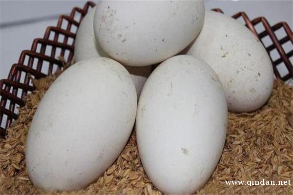 吃鹅蛋有何禁忌？鹅蛋的功效与作用禁忌