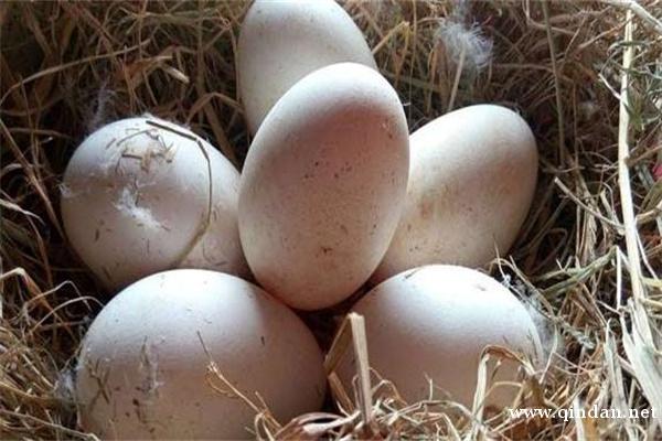 雁鹅蛋与鹅蛋的区别，鹅蛋的药用价值有哪些？