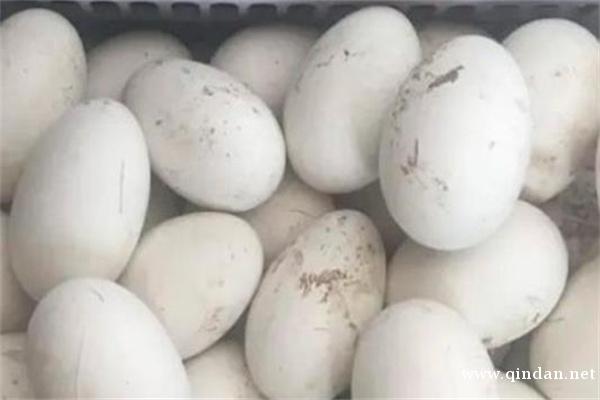 食用鹅蛋有何禁忌