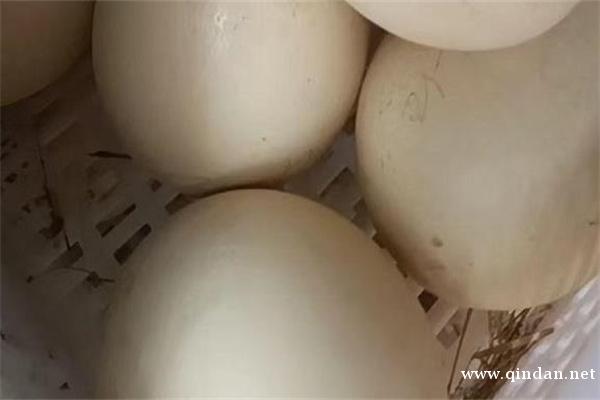 驼鸟蛋市场价多少钱一枚？鸵鸟蛋为什么要比其他蛋贵？
