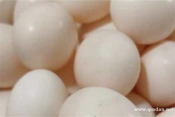 鸽子蛋的功效作用以及营养价值介绍