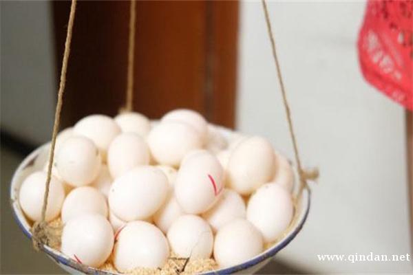 鸽子蛋多少钱一斤？鸽子蛋和鹌鹑蛋区别