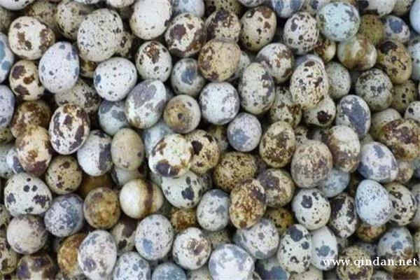 办公一族用脑量大 多吃鹌鹑蛋补脑