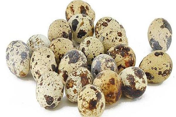 鹌鹑蛋多少钱一斤？2025鹌鹑蛋最新批发价格行情