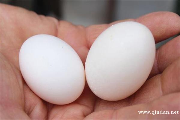 鸽子蛋多少钱一斤?有哪些食疗功效?该如何挑选?