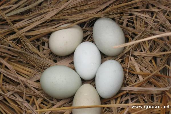 土鸡蛋的营养价值、真假辨别以及食用禁忌